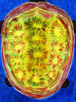 Turtle - Click for enlarged view